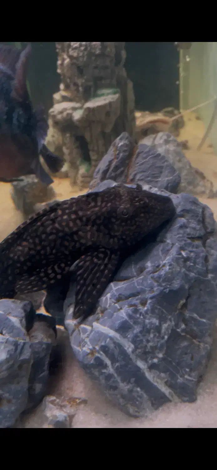 ماهی اکواریوم|ماهی|اهواز, زیتون کارمندی|دیوار