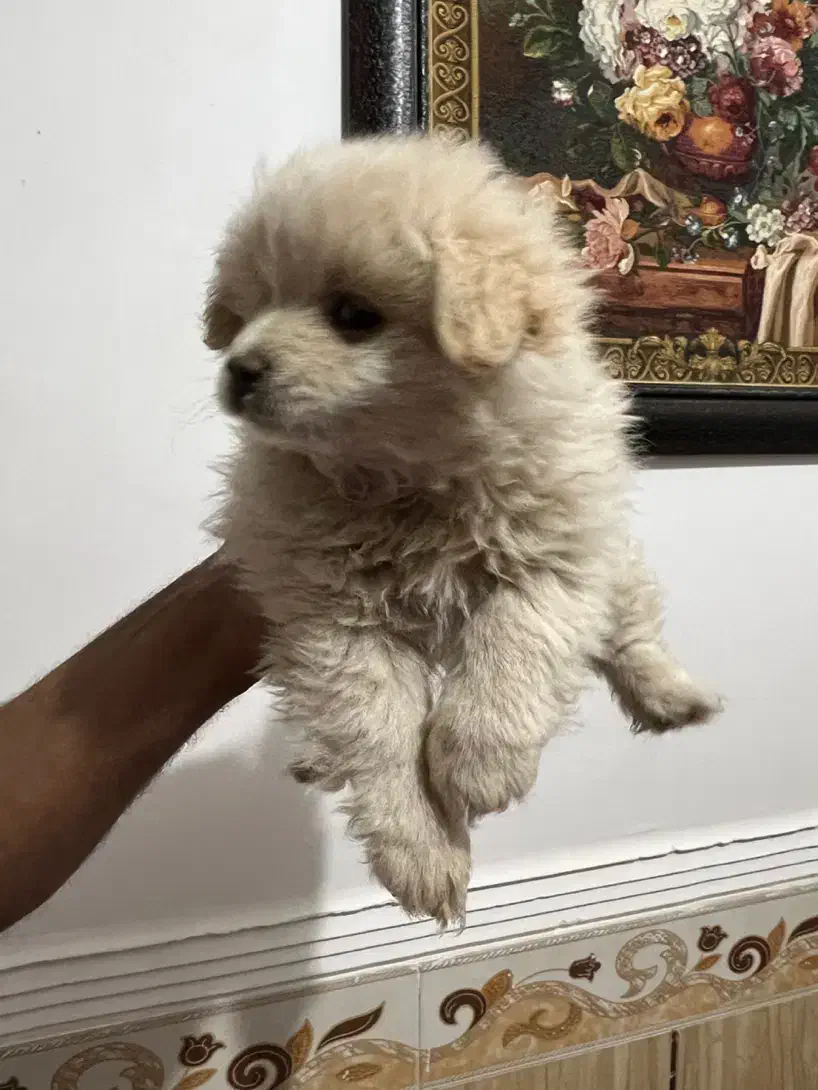 توله میکس پامر و اشپیتز|سگ|شهرکرد, |دیوار