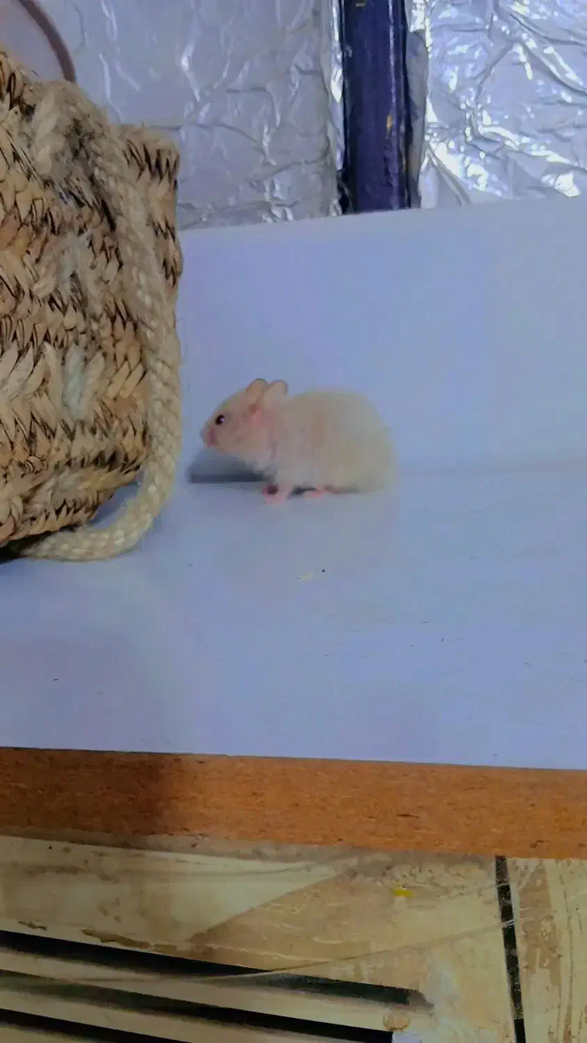 همست.ر|موش و خرگوش|قلعه قاضی, |دیوار