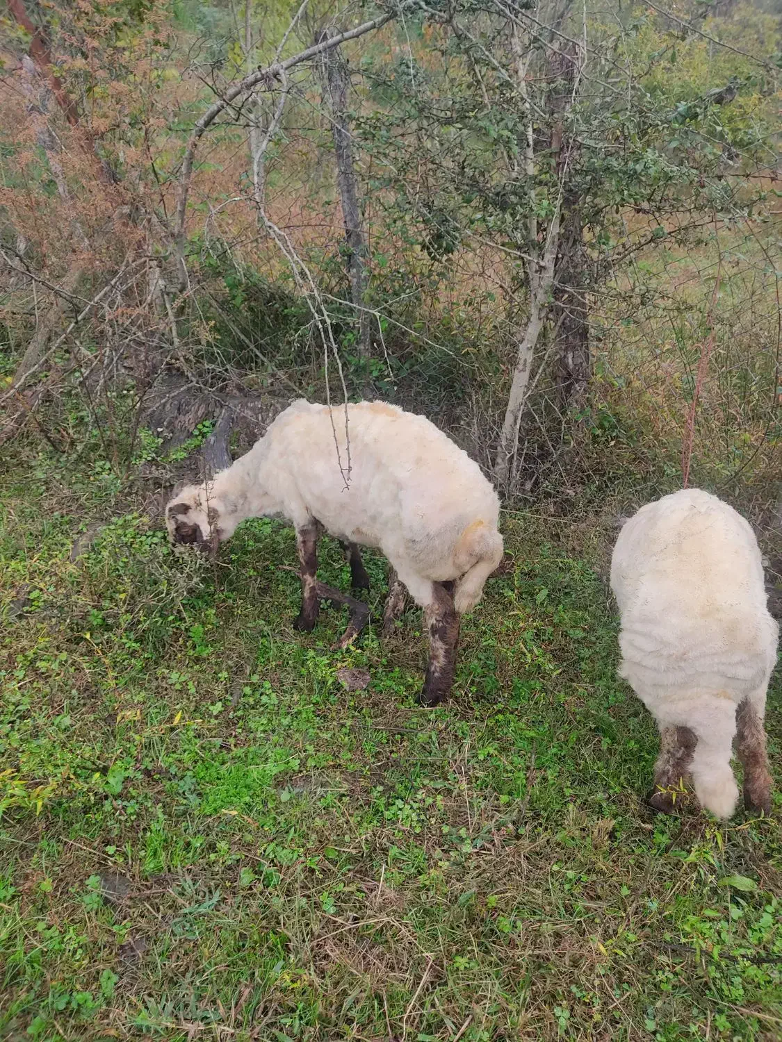 گوسفندبره نرقربونی ومیزان قیمته مقطوع|حیوانات مزرعه|اسالم, |دیوار