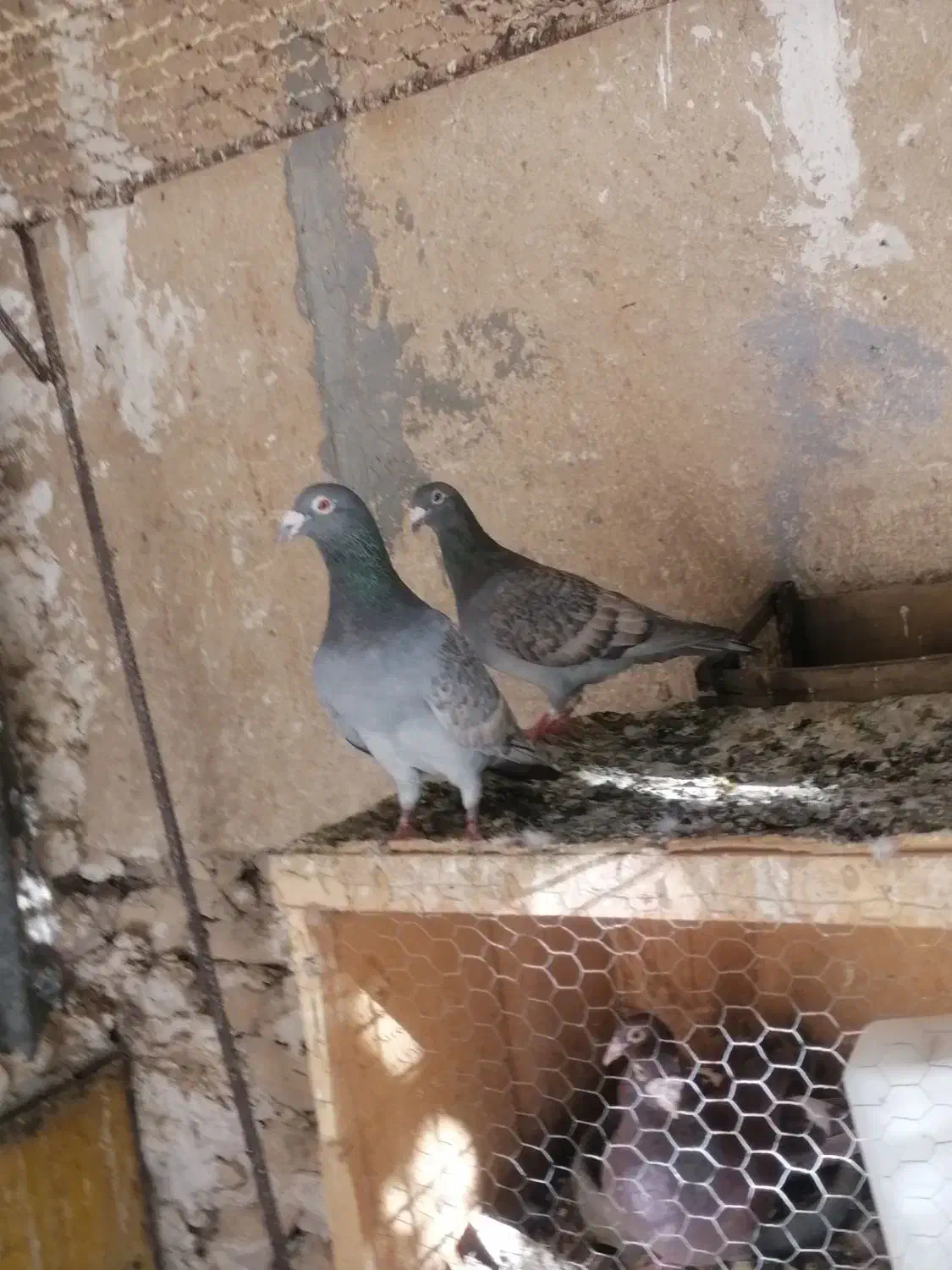 نرو ماده طاوسی|پرنده|برازجان, |دیوار