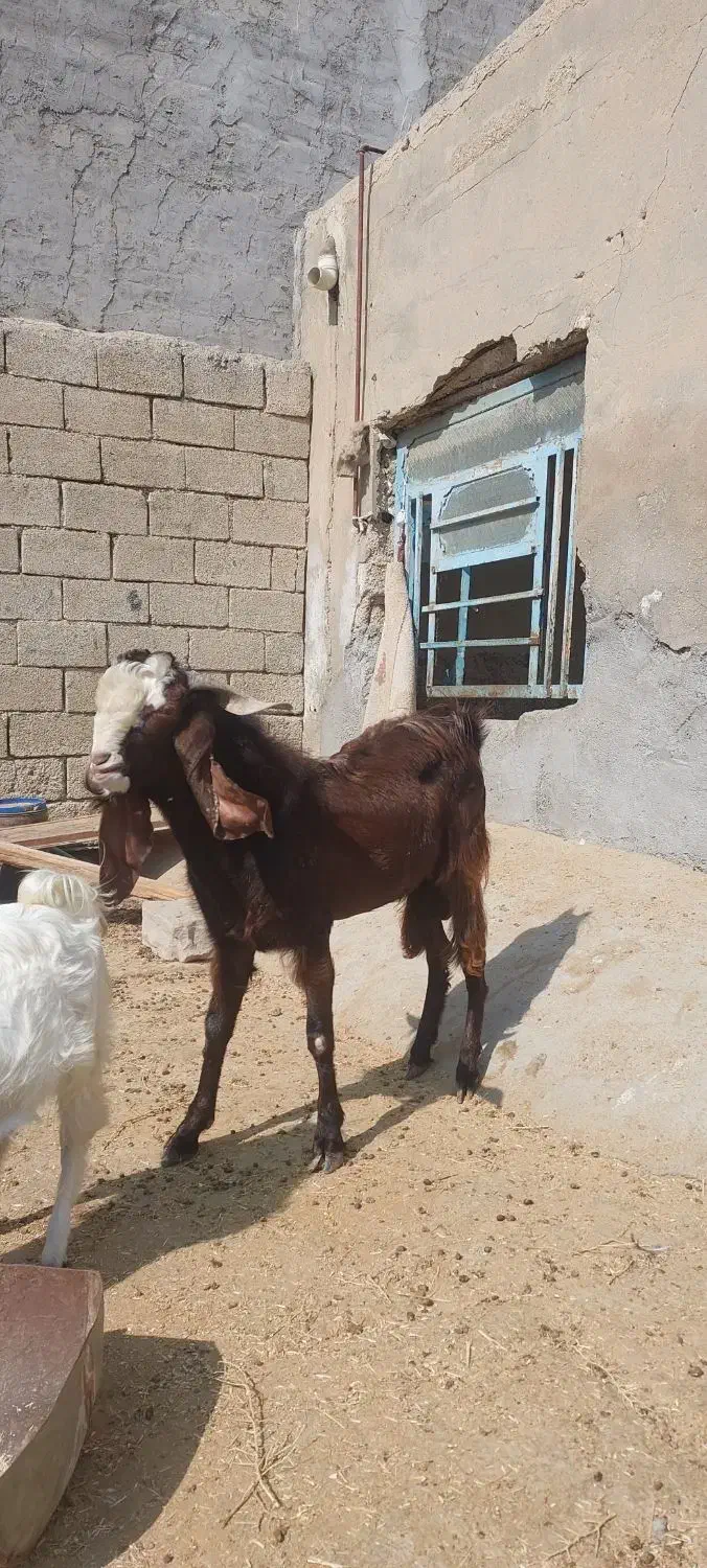 بز نر نجدی و افغانی هیکل درشت|حیوانات مزرعه|بندر ماهشهر, |دیوار