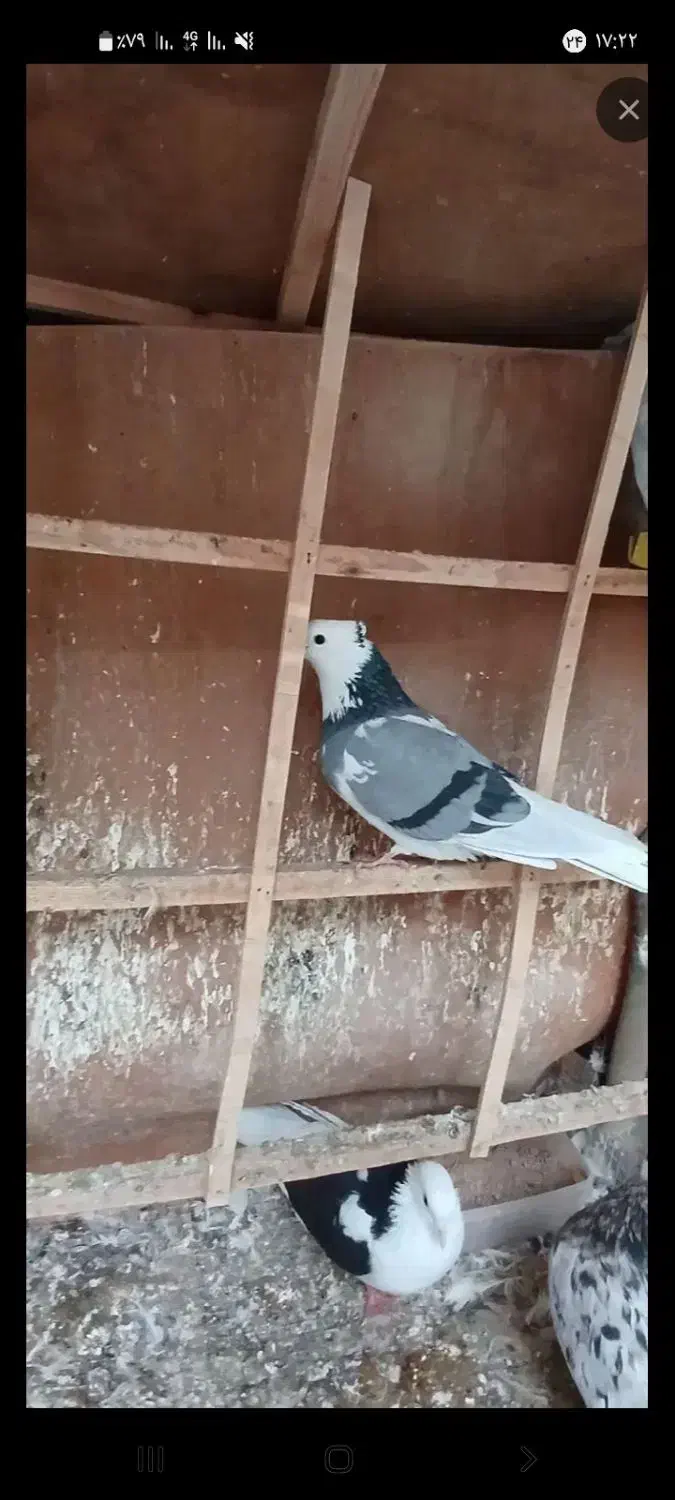 شازده سبزگمشده|حیوانات|رباط‌کریم, الارد|دیوار