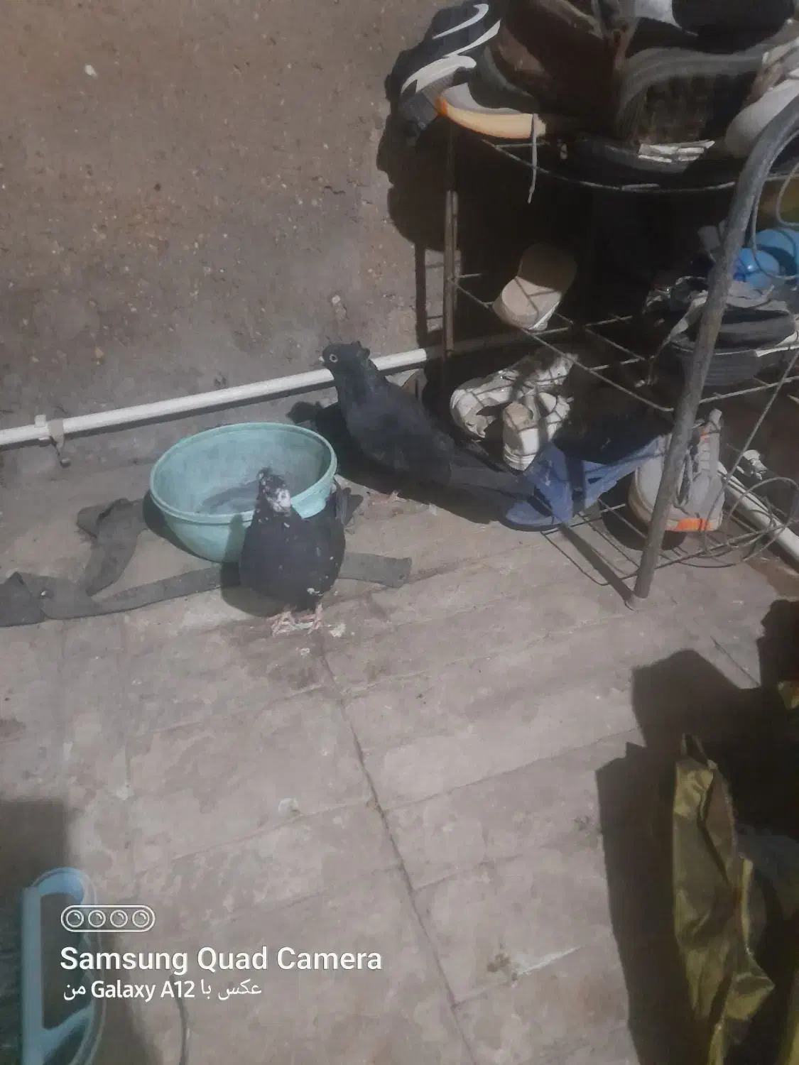 نرماده زاغودوتا تهرانی|پرنده|بیرانوند, |دیوار