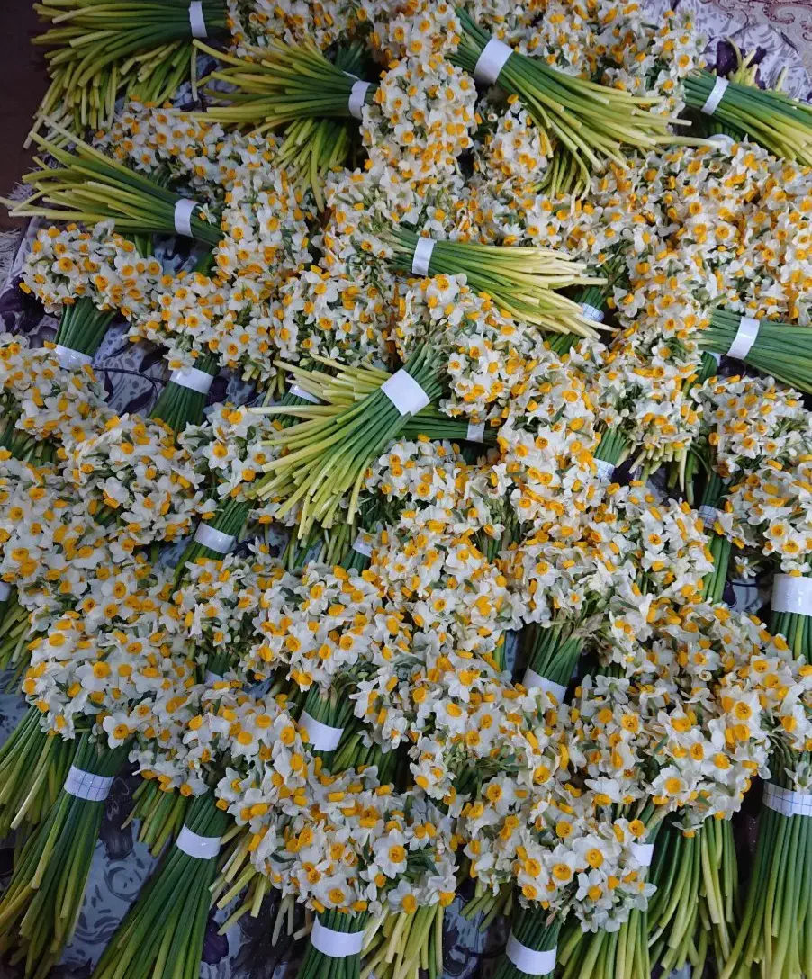 گل و گیاه|گل و گیاه طبیعی|یزد, |دیوار