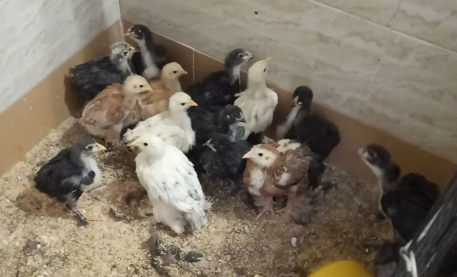 جوجه برهما زیر مرغی و خروس برهما بیگ سایز|حیوانات مزرعه|سلفچگان, |دیوار