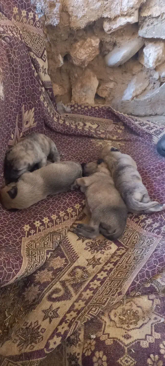 توله پاکوتاه|سگ|شاهین دژ, |دیوار