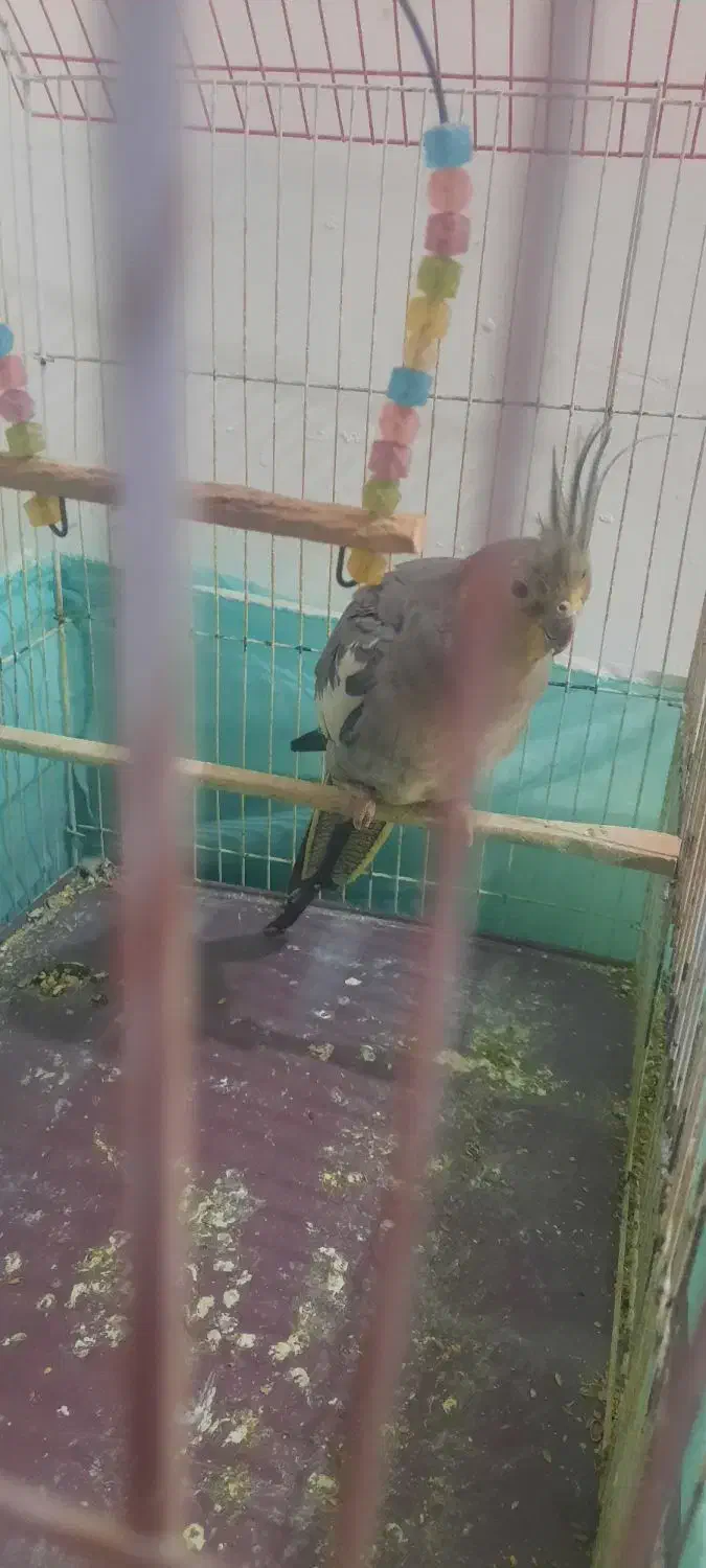 عروس هلندی ماده دستی|پرنده|اشتهارد, |دیوار