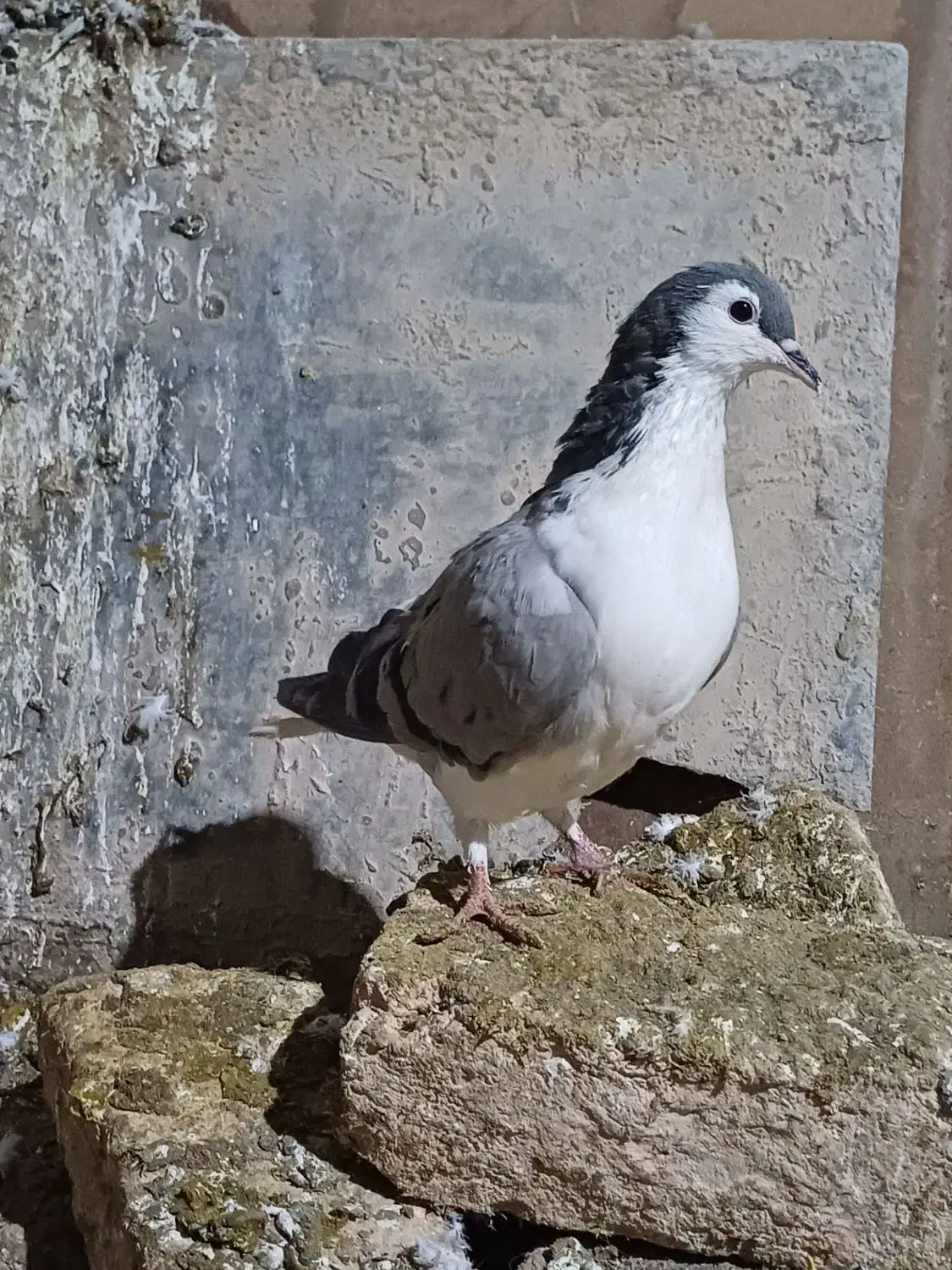 کفتر|پرنده|شیروان (خراسان), |دیوار