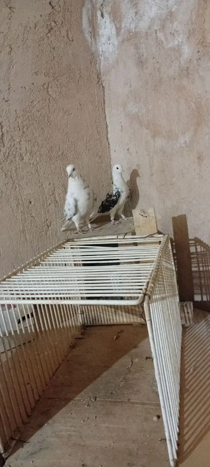 یهجفتکبوتر|پرنده|لاران, |دیوار