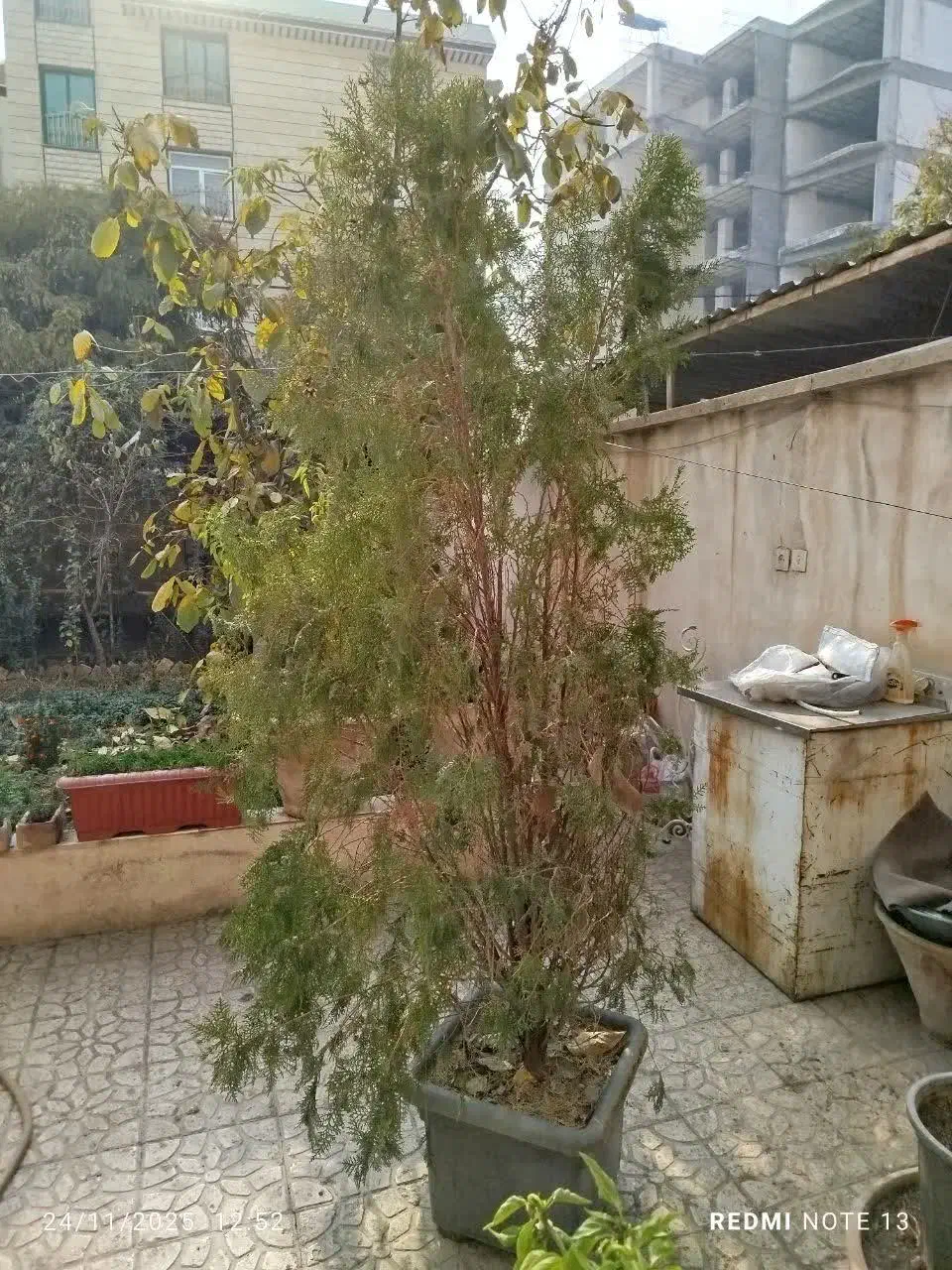 دخت کاج|گل و گیاه طبیعی|کرج, اصفهانی‌ها|دیوار