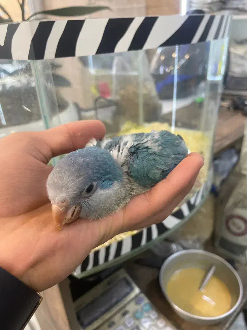 جوجه سرلاکی و نرم خور راهب (تک و تعداد)ملنگو کاسکو|پرنده|تهران, جیحون|دیوار