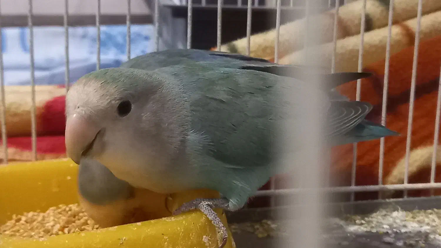 کوتوله خوش رنگ|پرنده|مشهد, نیروی هوایی|دیوار