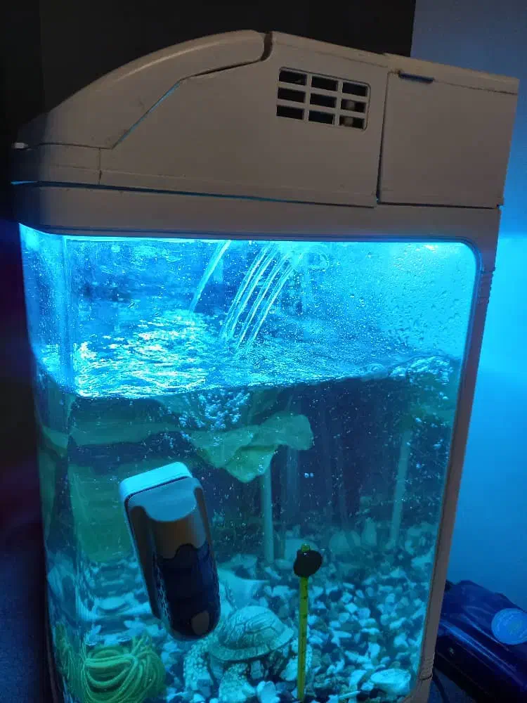 اکواریوم|ماهی|رشت, انصاری|دیوار