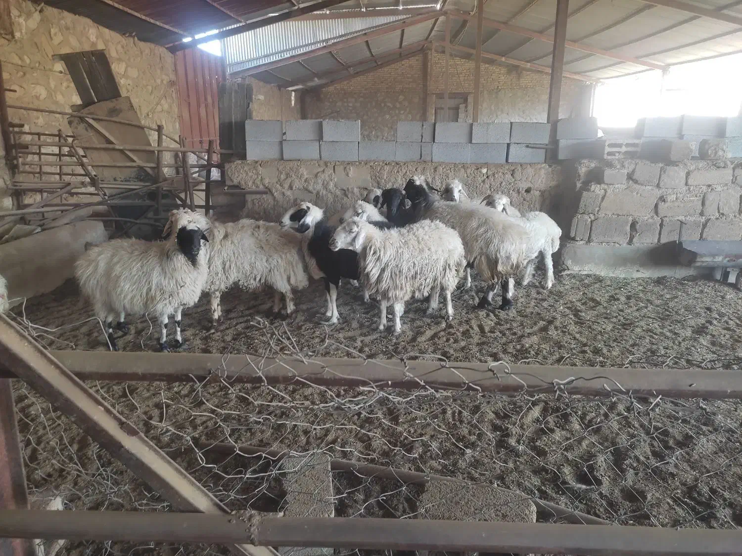 فروش تعدادی میش و بز سانن|حیوانات مزرعه|زرقان, |دیوار