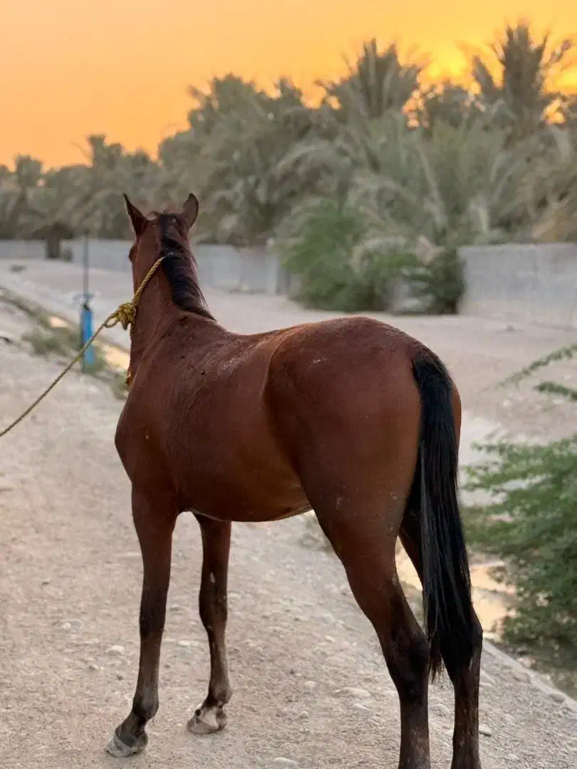 کره اسب نریان|اسب و تجهیزات اسبسواری|برازجان, |دیوار