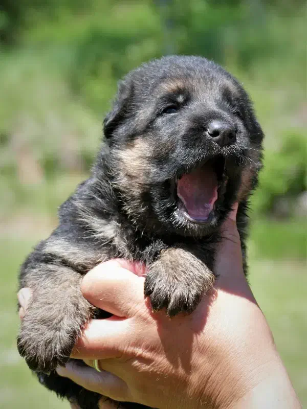 ژرمن شپرد2ماهه کینگ سایز ارجینال وارداتی فقط ۴نیم|سگ|تهران, شهرآرا|دیوار