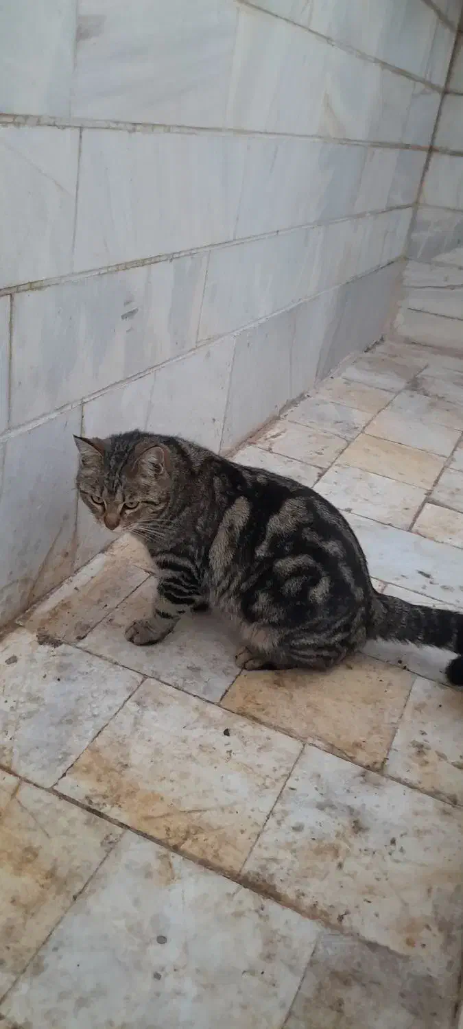 گربه|گربه|اردکان, |دیوار