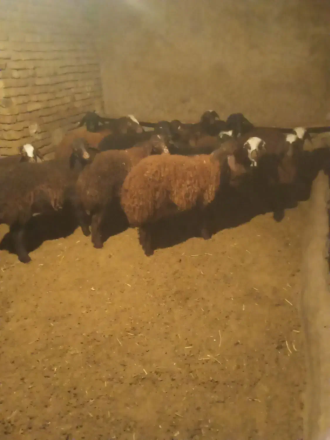 بره|حیوانات مزرعه|زالیان, |دیوار