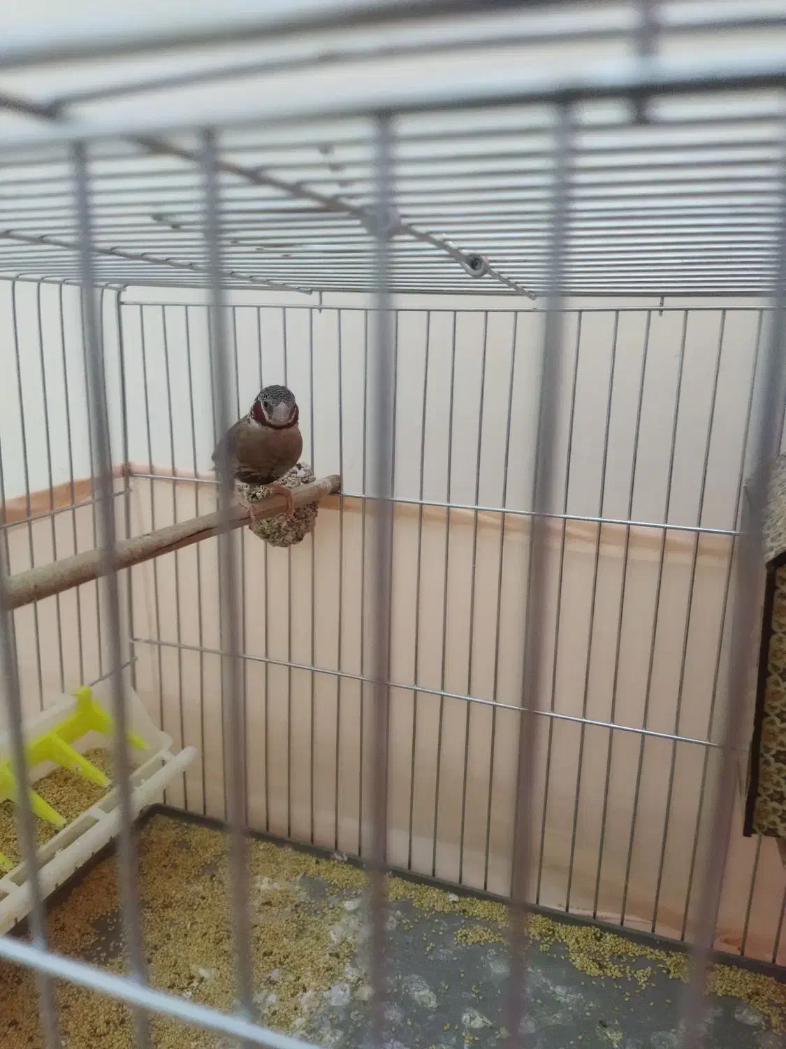 فنچ|پرنده|تهران, جوادیه تهرانپارس|دیوار