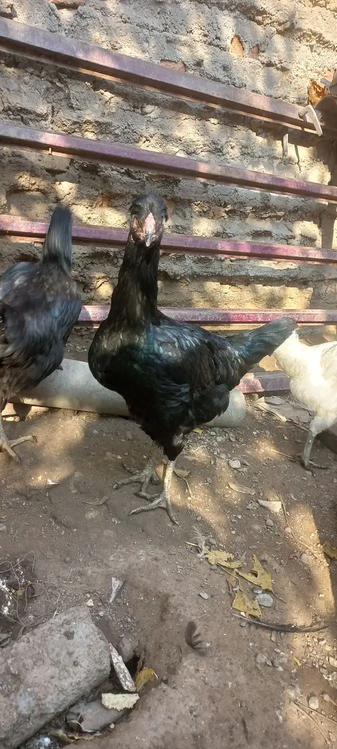 فقط فروش تخم مرغ.نطفه دار به ضمانت|حیوانات مزرعه|فاضل آباد, |دیوار