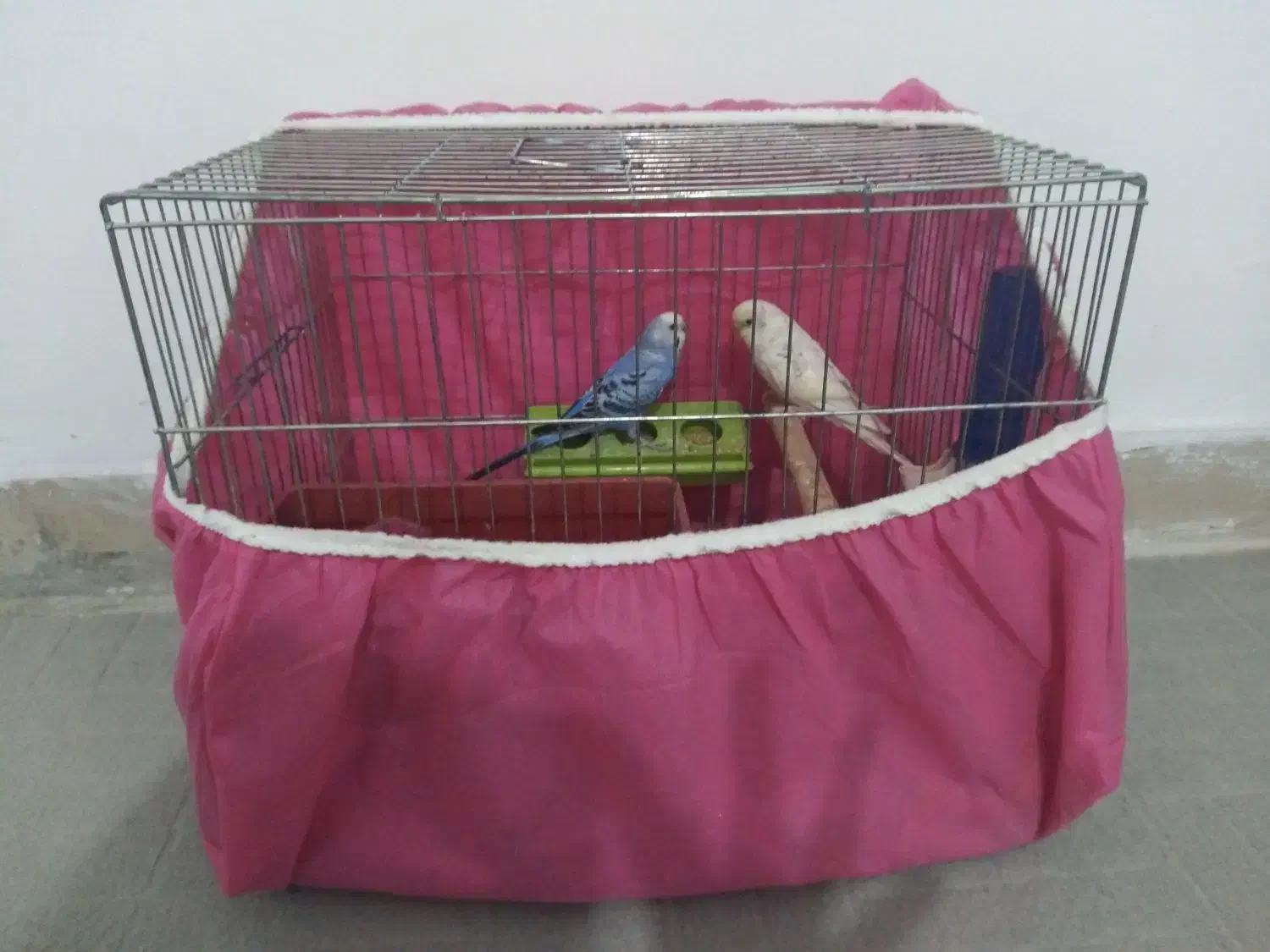 مرغ عشق دستی|پرنده|ایلام, |دیوار