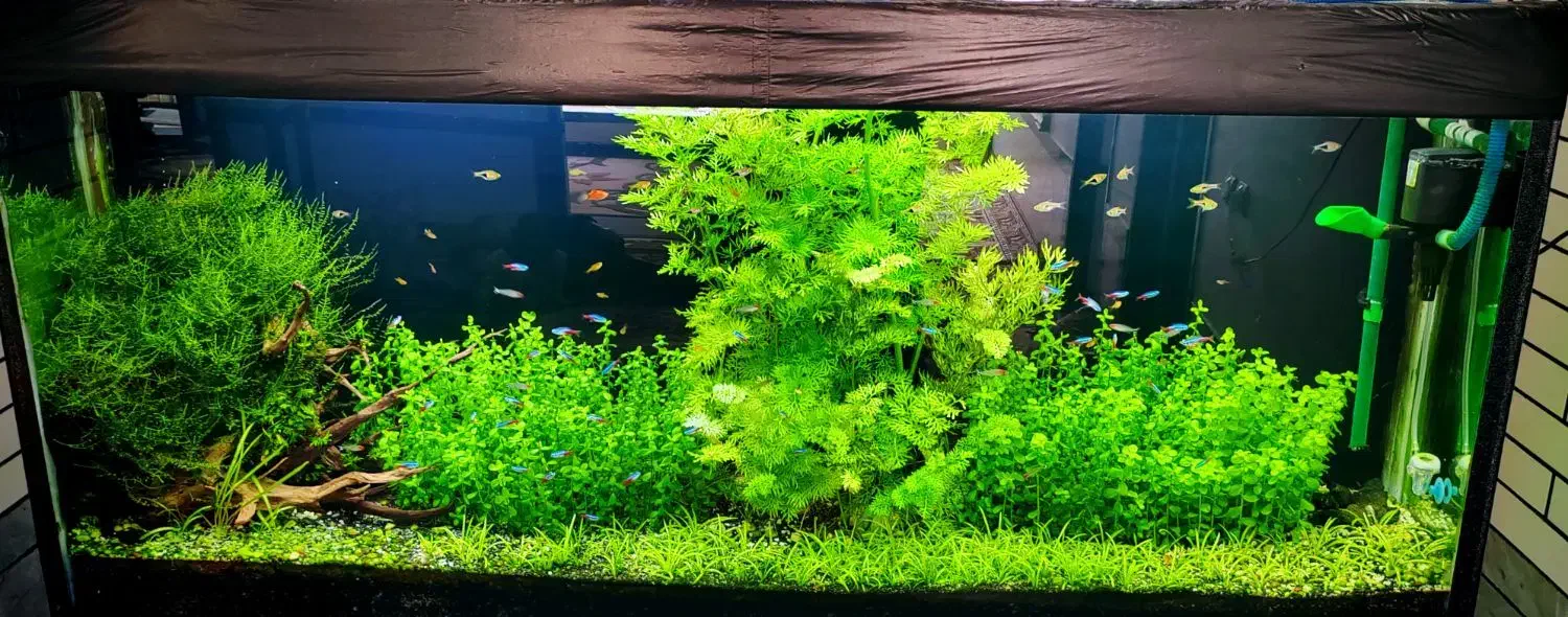 اکواریوم پلنت|ماهی|کازرون, |دیوار