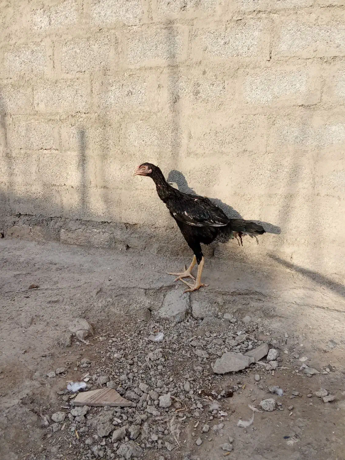 تعدادی خروس لاری 5ماهه لاری قیمت مناسب|حیوانات مزرعه|پیرانشهر, |دیوار