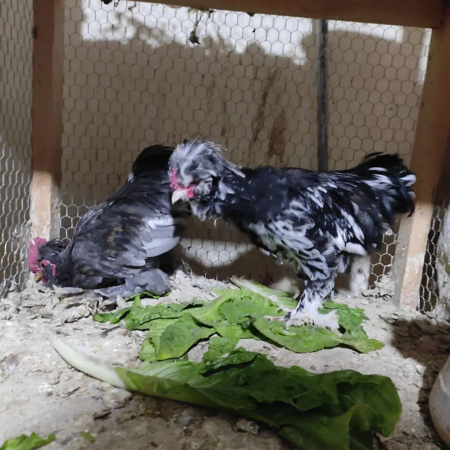 خروس پاکوتاه|حیوانات مزرعه|نوشین شهر, |دیوار