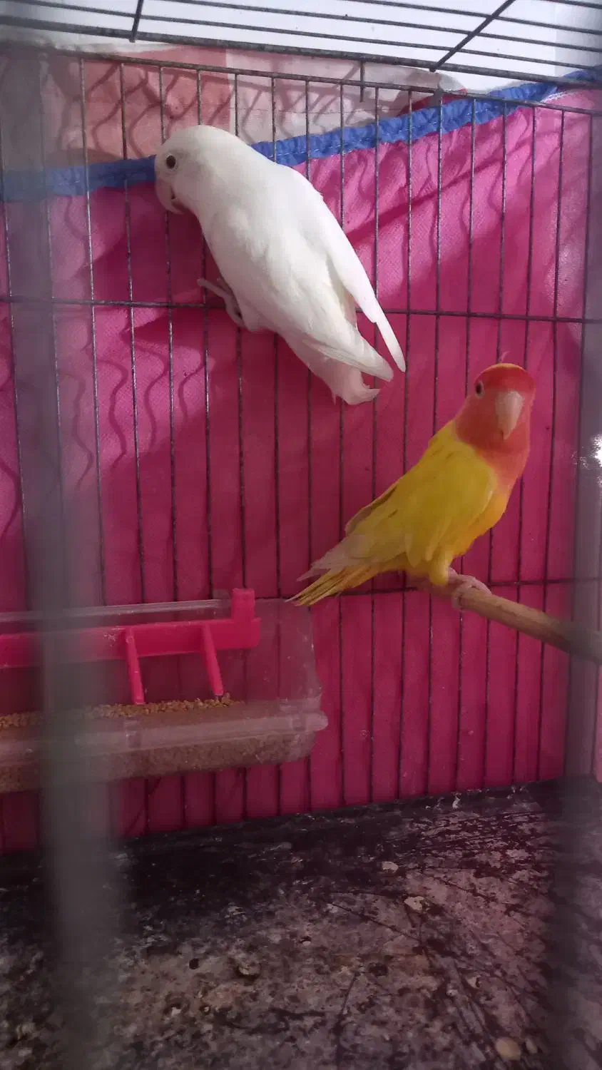 برزیلی جفت|پرنده|رشت, پاره بیجار|دیوار