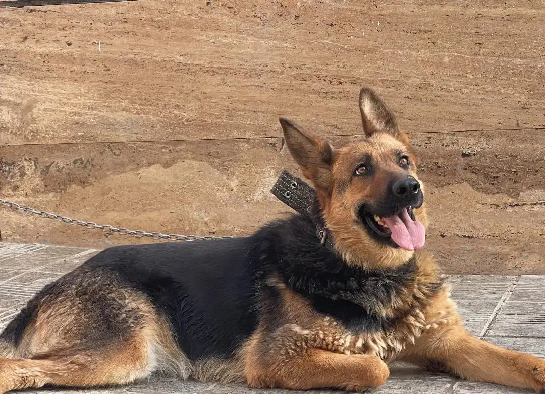 فروش حیوانات خانگی|سگ|لردگان, |دیوار