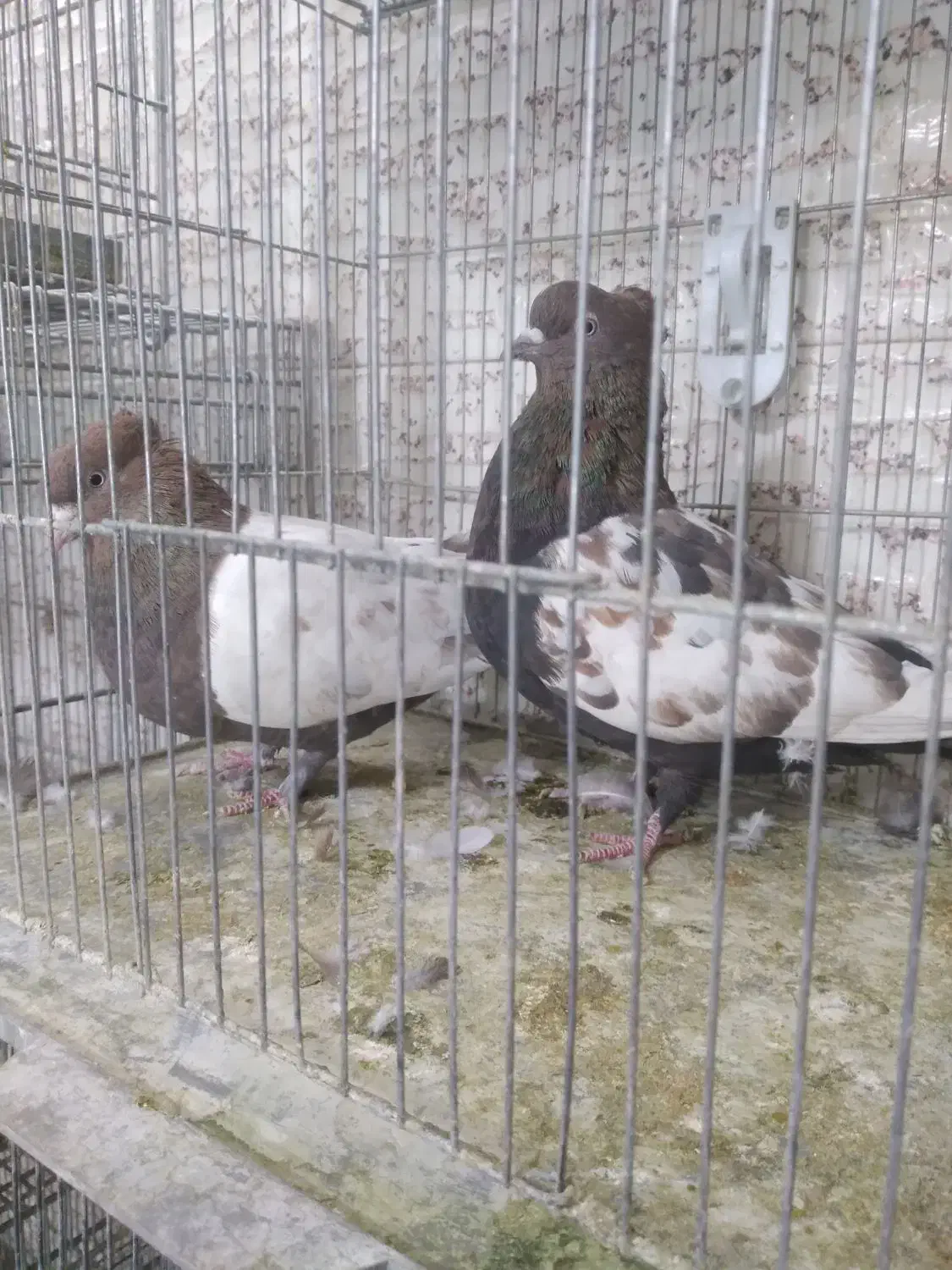 فروش کبوتر|پرنده|صدرا-فارس, فاز ۱|دیوار