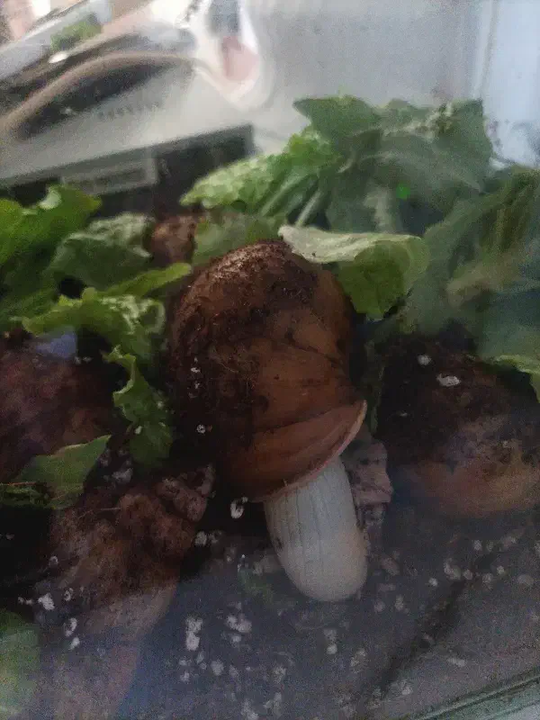 حلزون بم|خزنده|بم, |دیوار