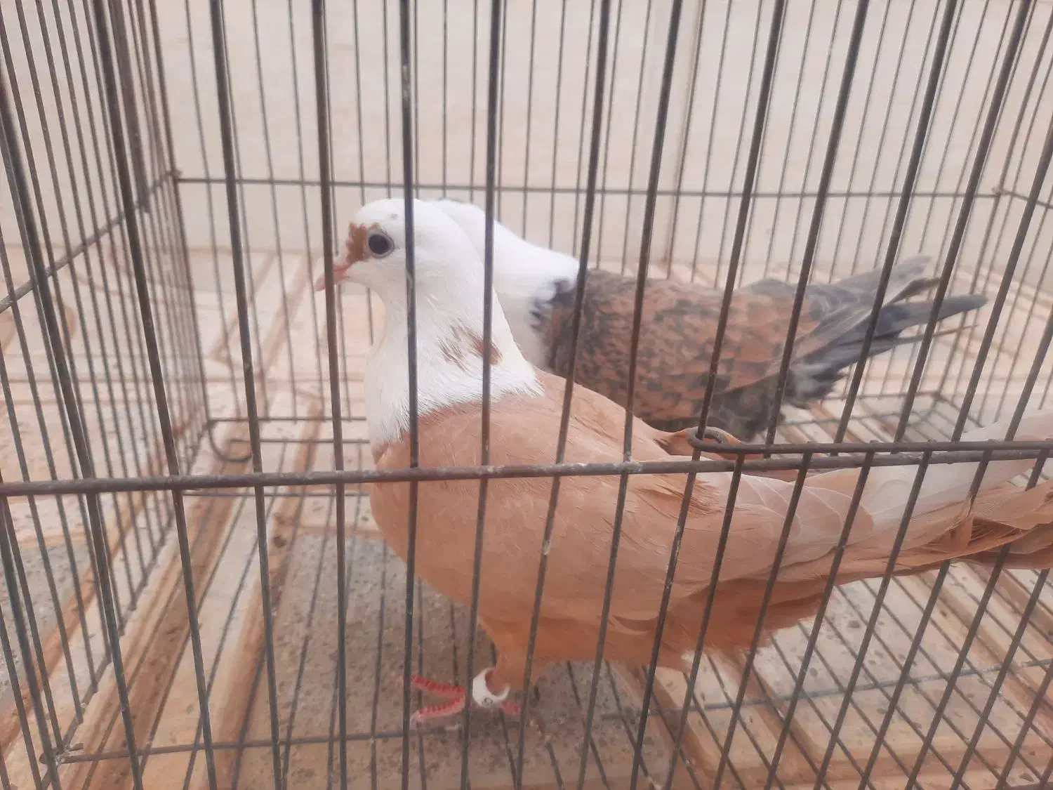 کله سفید ساده طوقی هفترنگ پرنده|پرنده|خلیل آباد, |دیوار