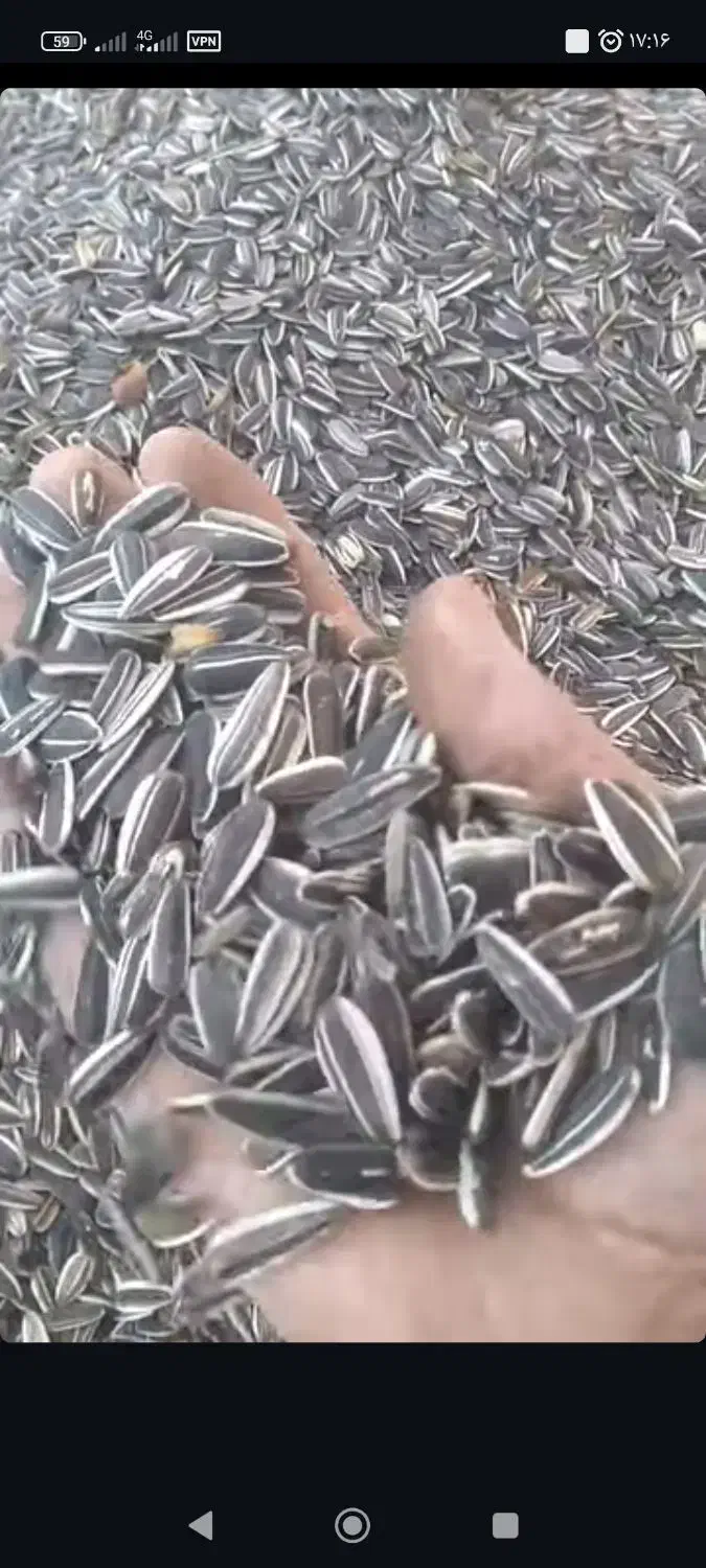 تخمه آفتاب گردان درجه یک درشت ب شرط|خوردنی و آشامیدنی|شال, |دیوار