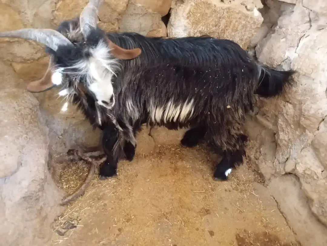 بیگ پرواز|حیوانات مزرعه|مسجد سلیمان, |دیوار