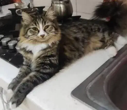 مژدگانی|گربه|خفر, |دیوار