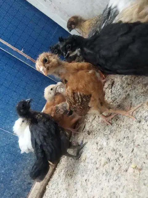 جوجه مرغ وخروس 1ماه|حیوانات مزرعه|بیرجند, |دیوار