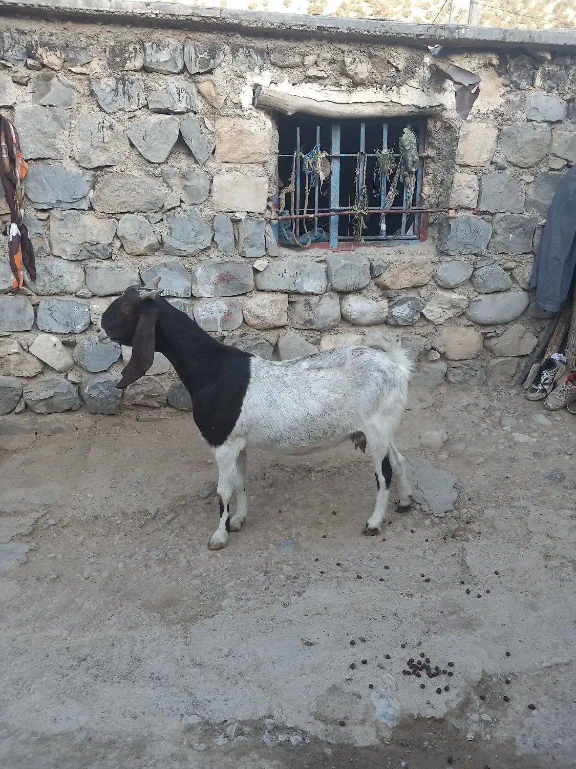 یکراسبزپاکستانی|حیوانات مزرعه|ایلام, |دیوار