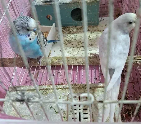 مرغ عشق|پرنده|چمران, |دیوار