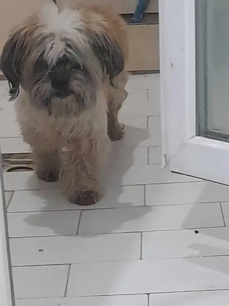 واگذاری شیتزو|سگ|صفادشت, |دیوار