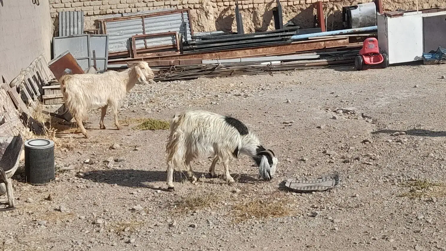 یک جفت بز|حیوانات مزرعه|سمنان, |دیوار