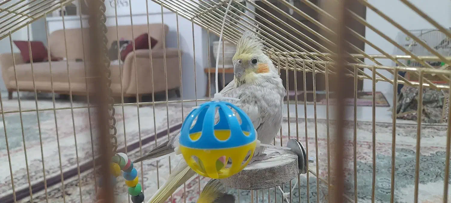 یک جفت عروس هلندی|پرنده|بجنورد, |دیوار