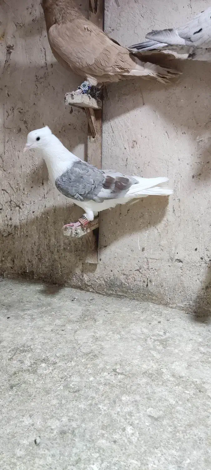 پشت.طوقی..زرد|پرنده|مشهد, هفت تیر (نه دره)|دیوار