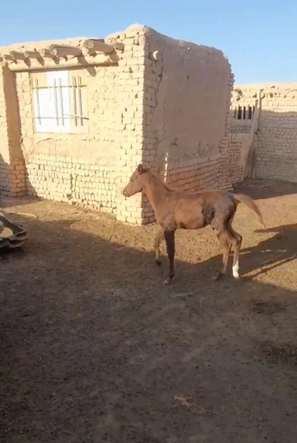 اسب مادیان وکره نریان کرد|اسب و تجهیزات اسب‌سواری|بشاریات, |دیوار