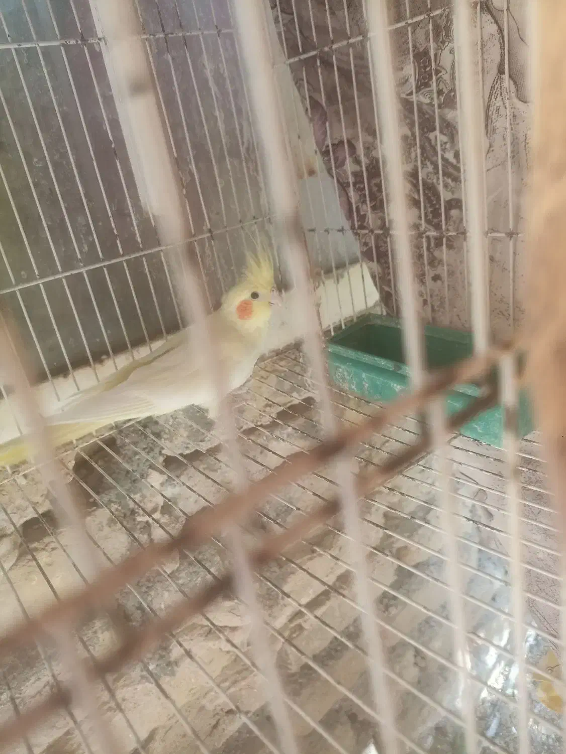 فروشی|پرنده|تربتحیدریه, آغوی|دیوار