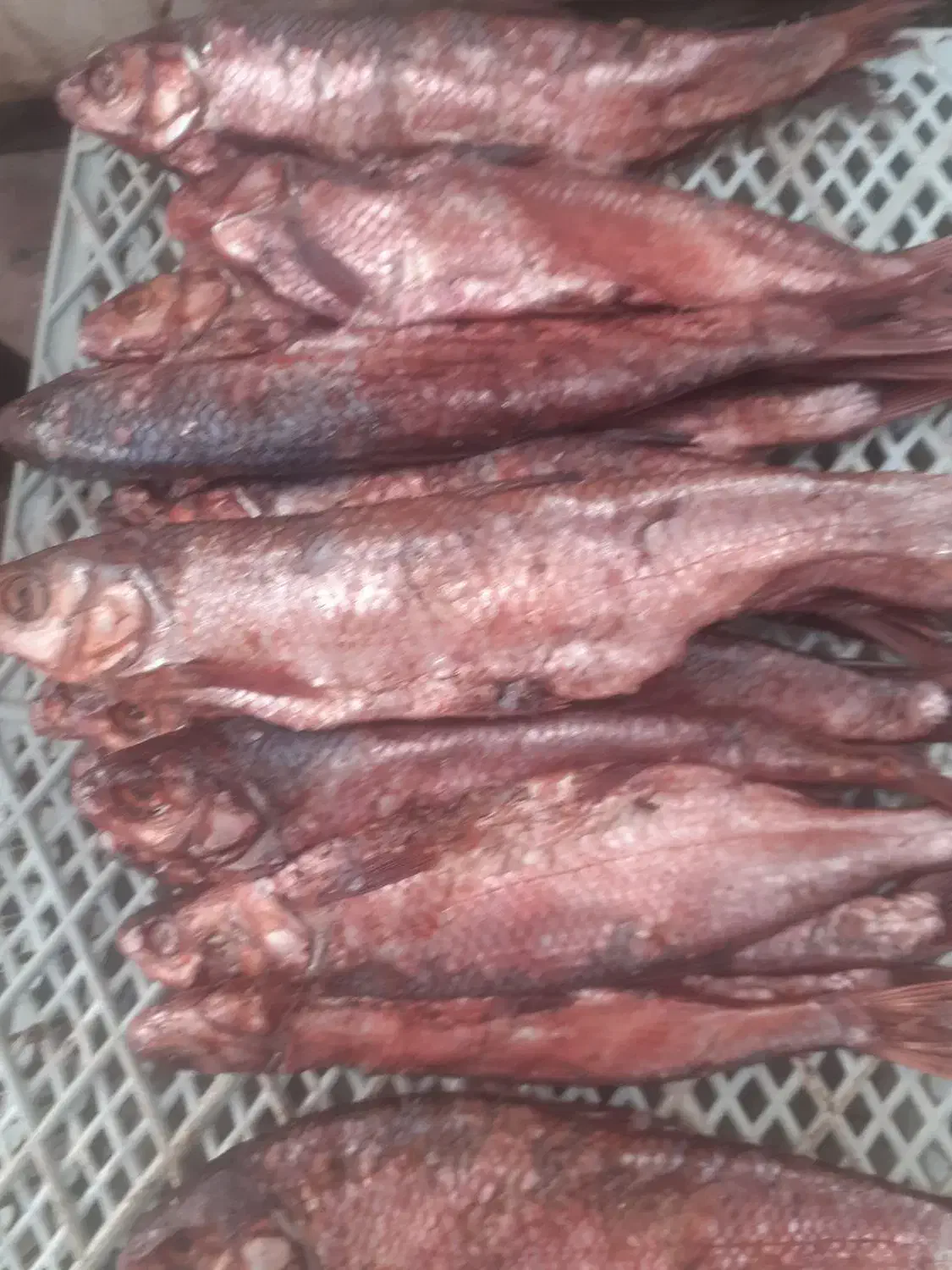 پروتئین|خوردنی و آشامیدنی|صومعهسرا, |دیوار