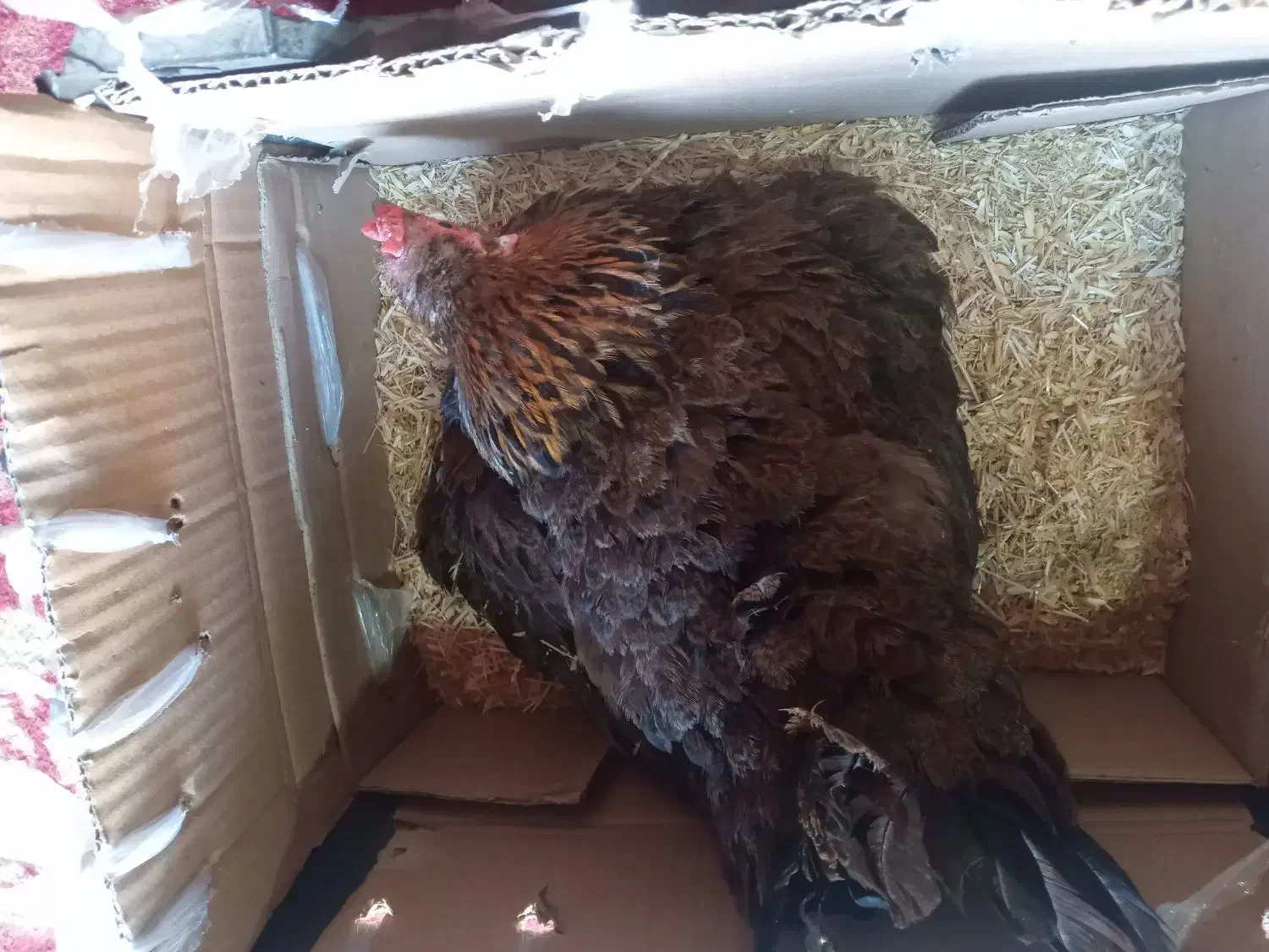 مرغ کرچ محلی اصل|حیوانات مزرعه|کهنوج, |دیوار