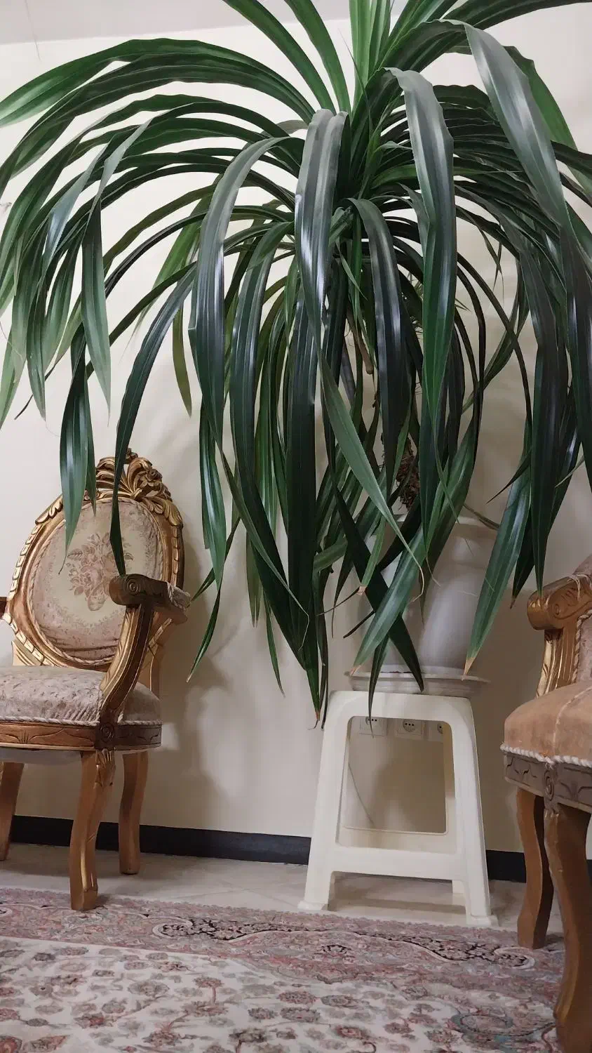 فروش گل|گل و گیاه طبیعی|تهران, علم و صنعت|دیوار