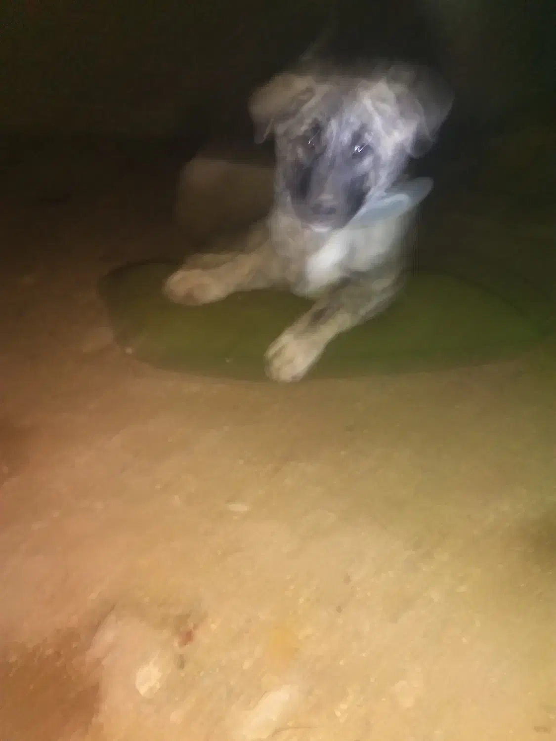 سگ سرابی نگهبان و سگ گله نرو ماده پلنگی ففادارترین|سگ|یزد, |دیوار